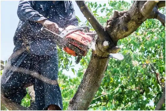 tree services Homestead Meadows South